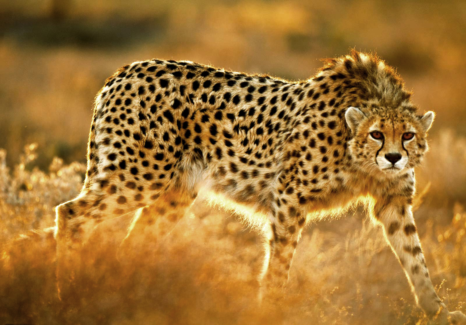 Cheetah