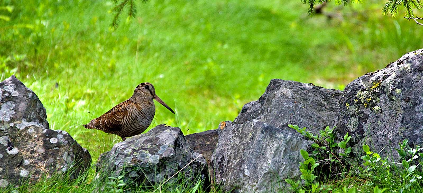 Eurasian woodcock