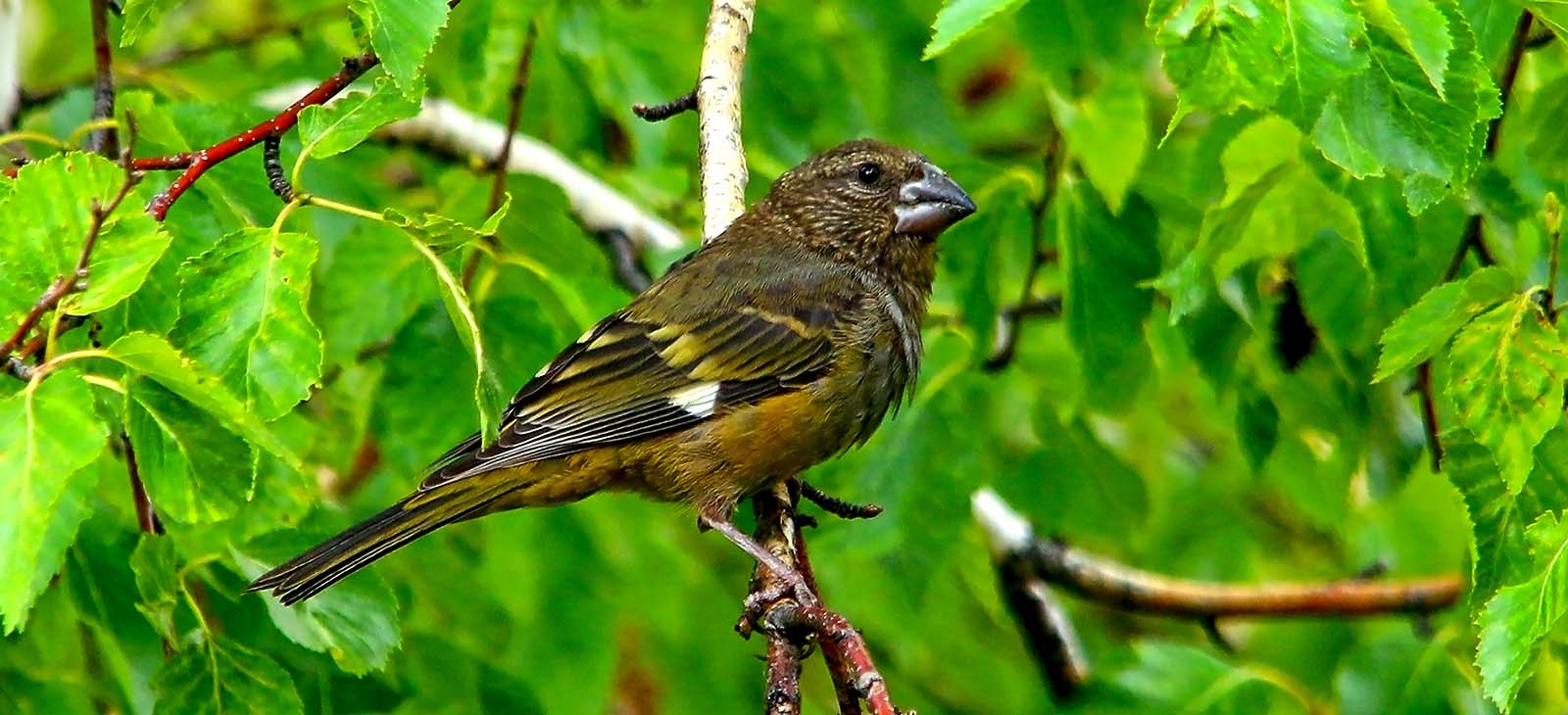 White-winged grosbeak