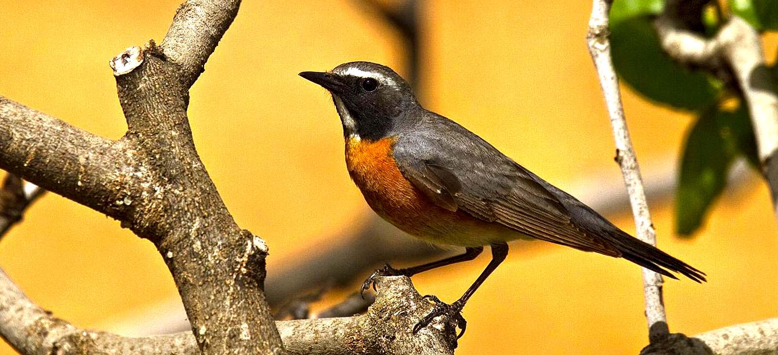 White-throated robin