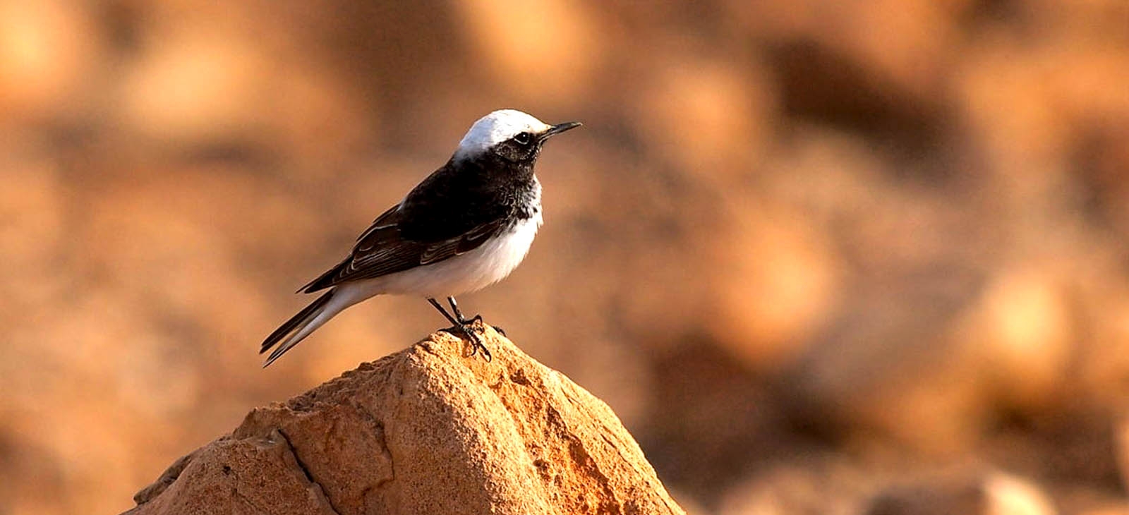 Hooded wheatear