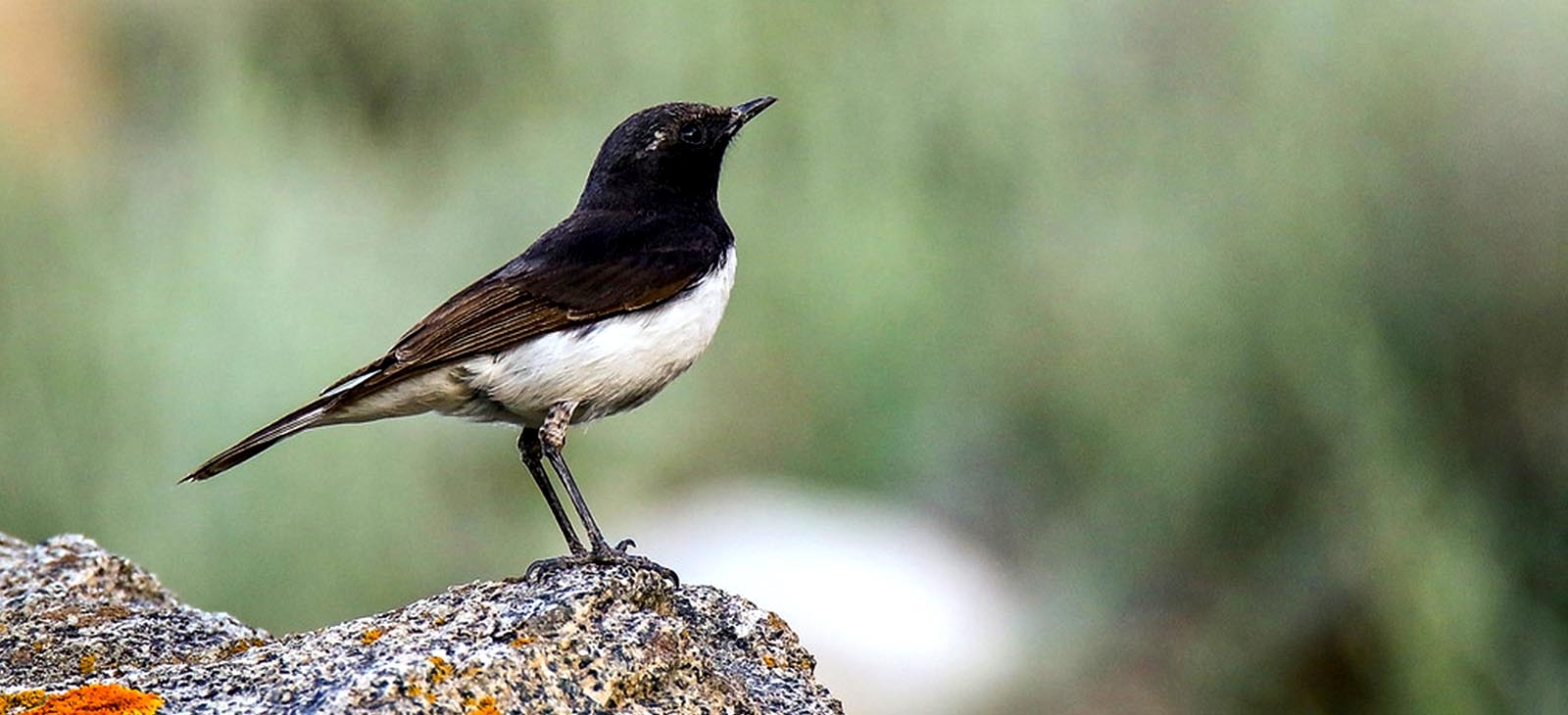 Variable wheatear