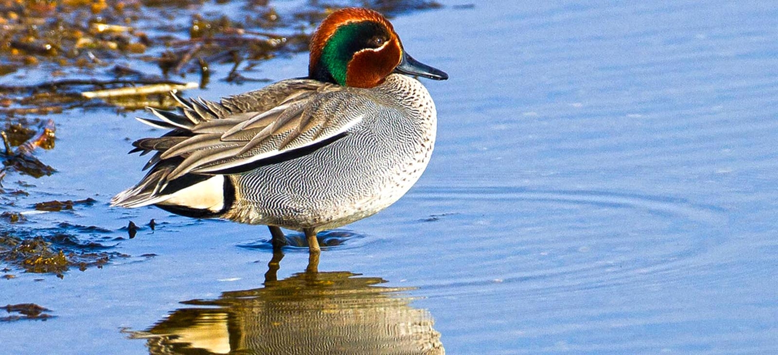 Eurasian teal