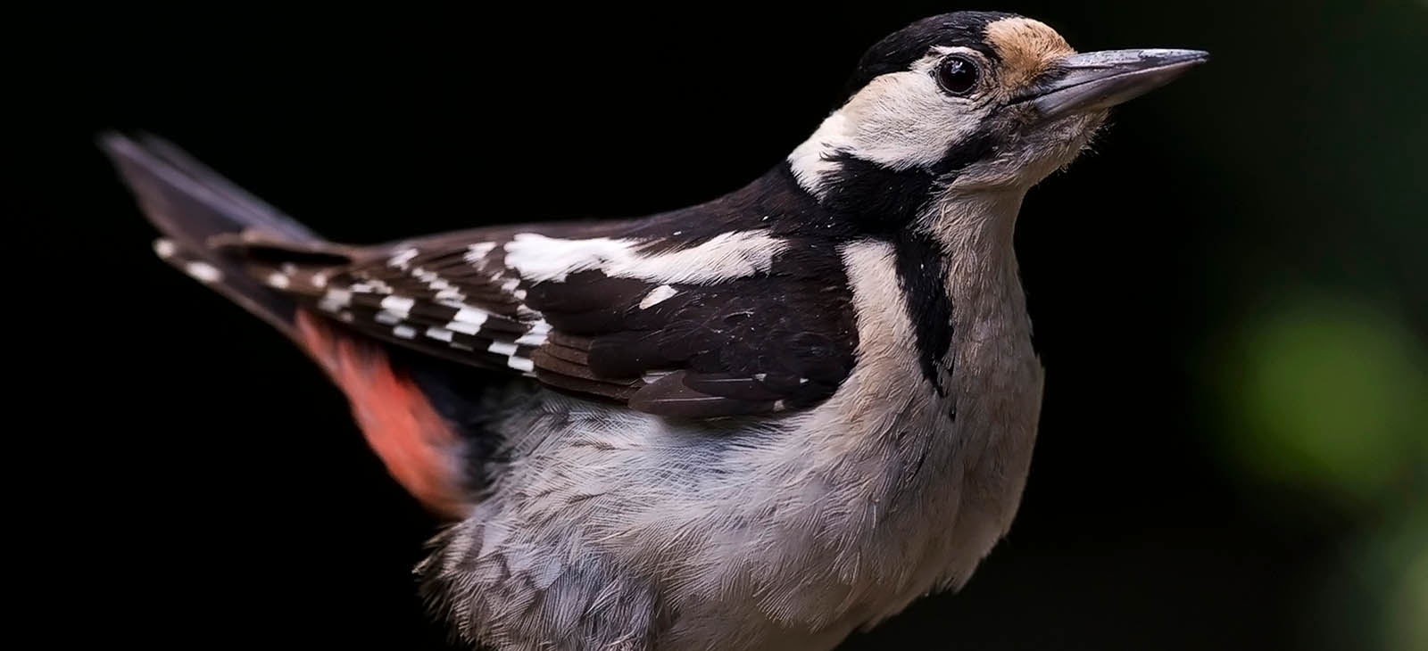 Syrian woodpecker