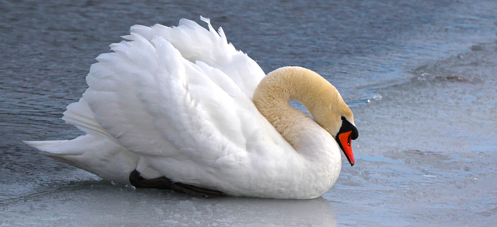 Mute Swan Attack