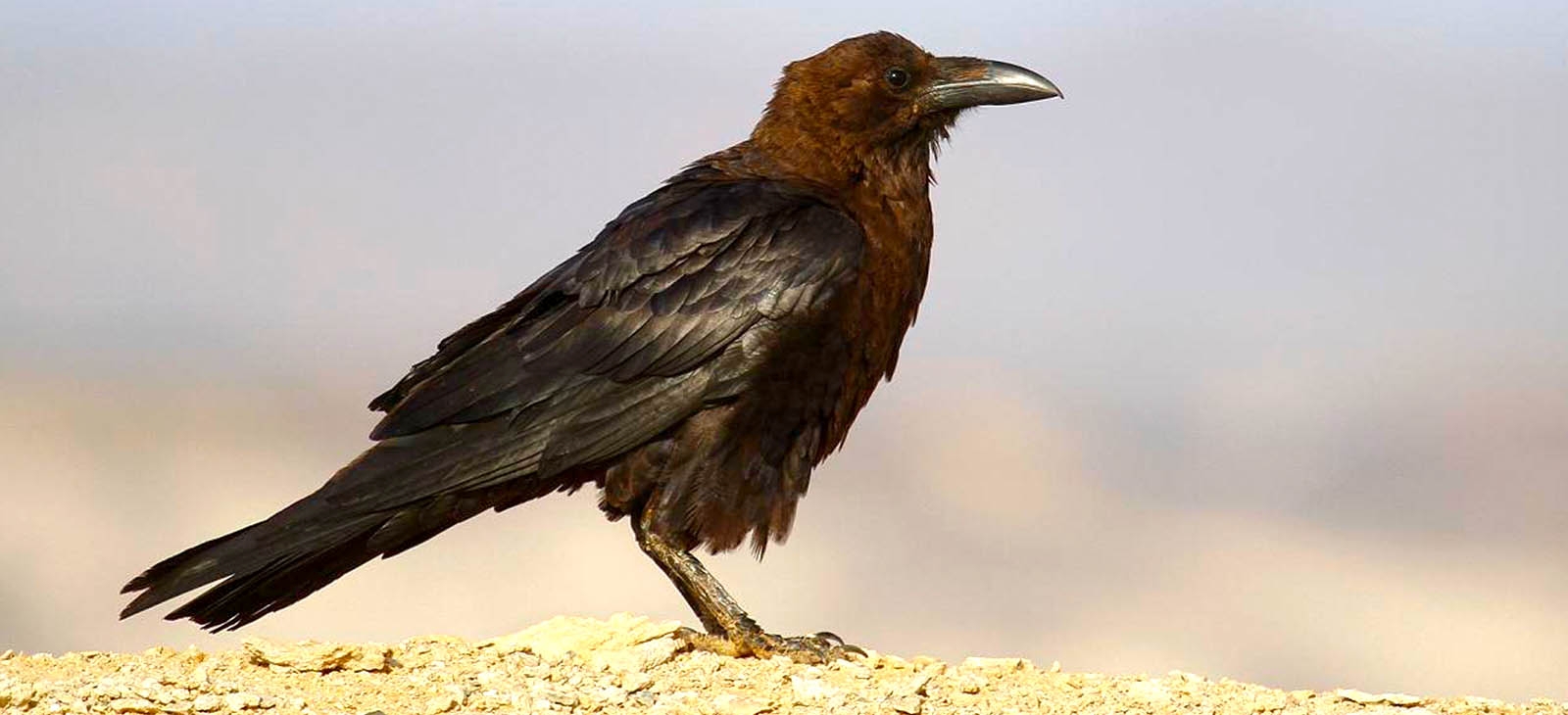 Brown-necked raven