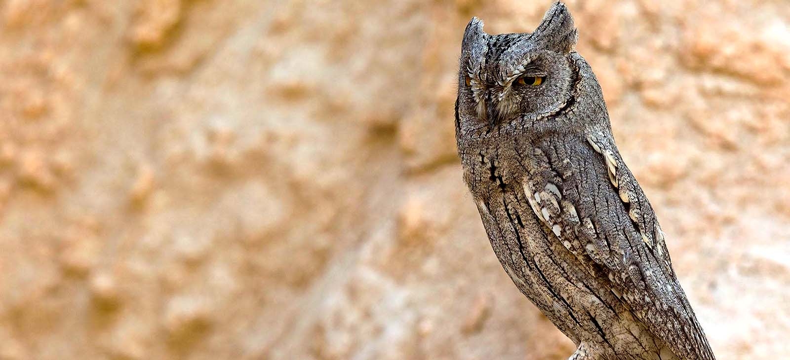 Pallid scops owl