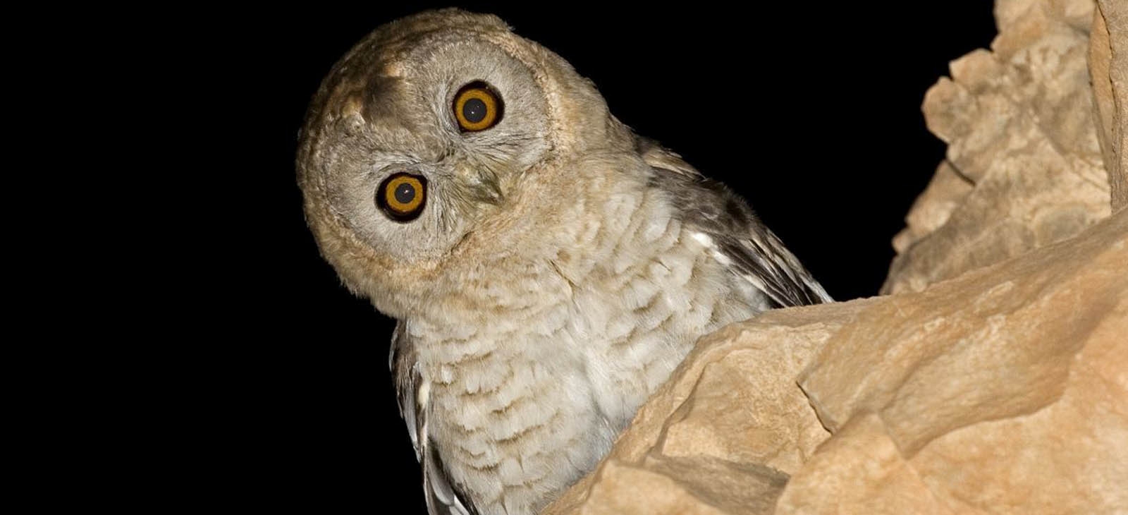 Hume's owl
