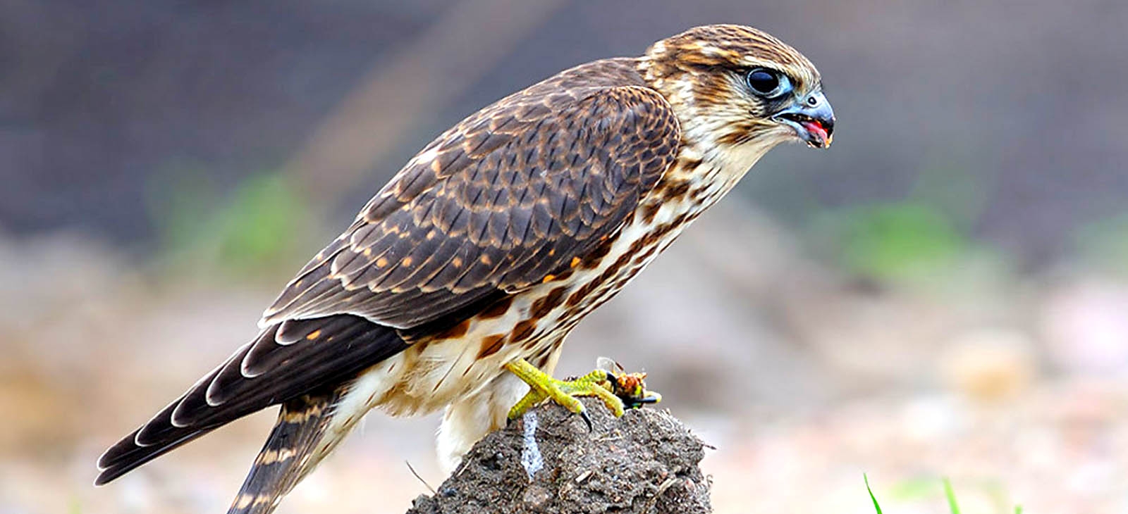 Дербник (Falco columbarius)