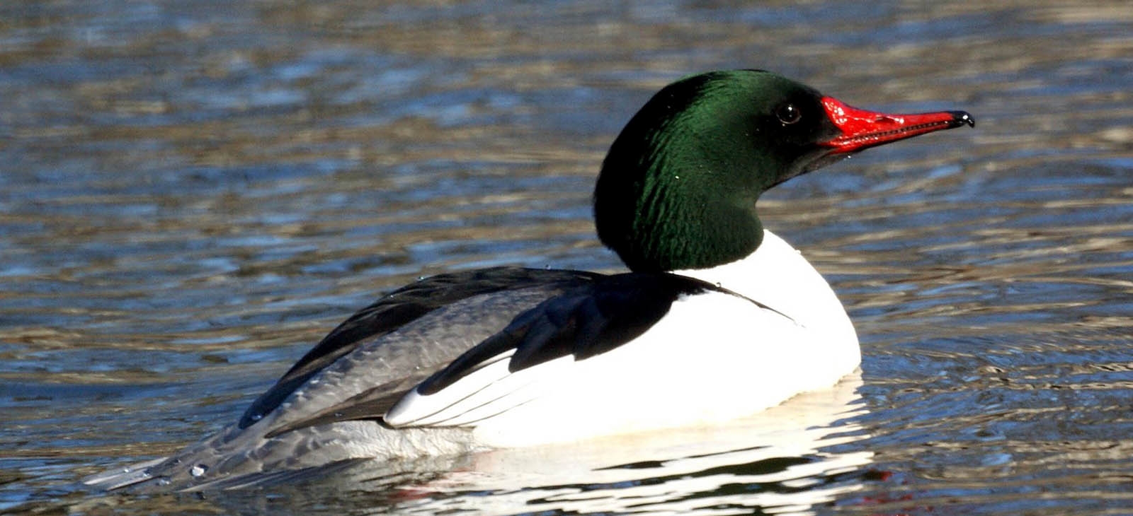 common merganser drake