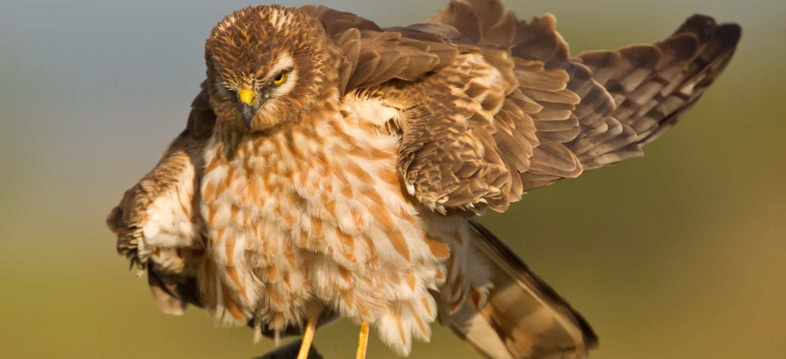 Birds Of Iran