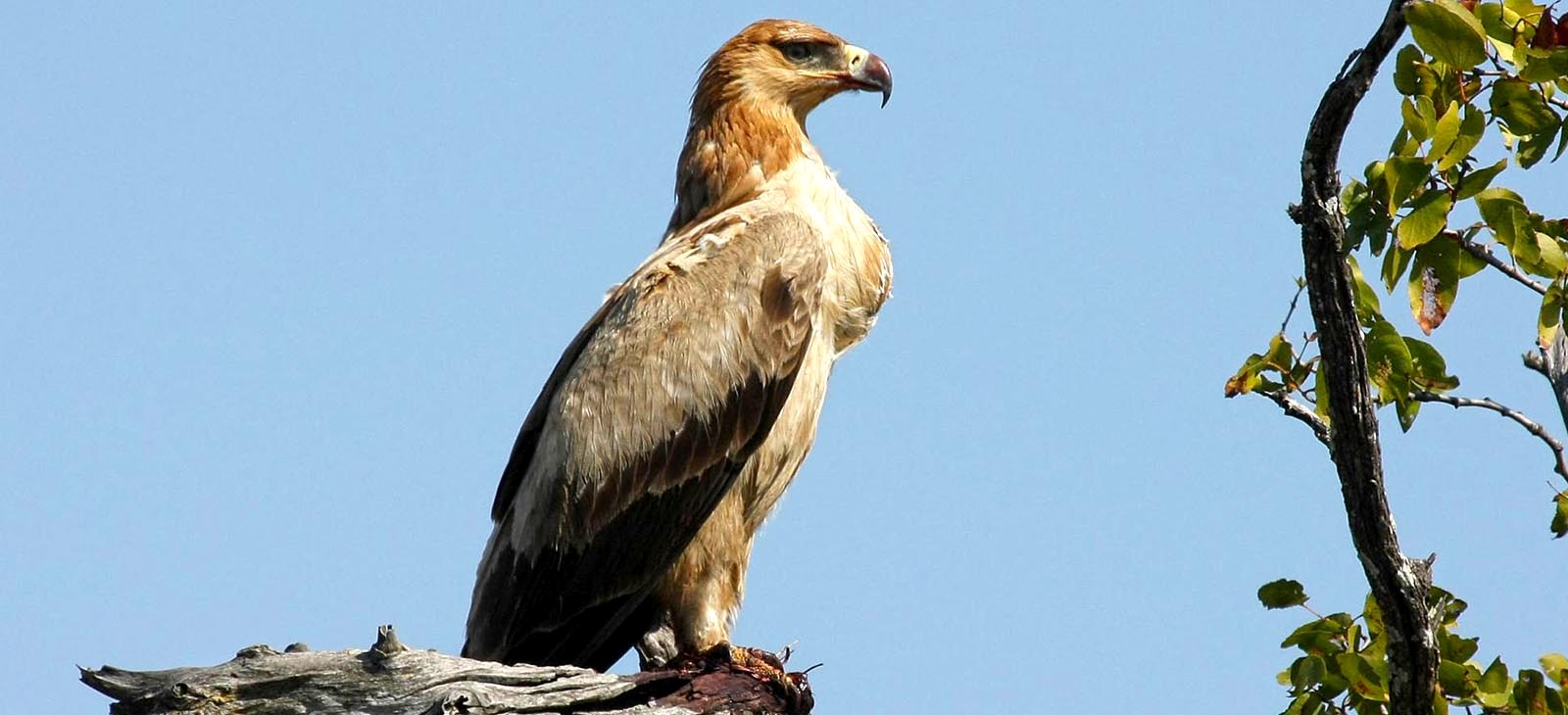 Tawny eagle