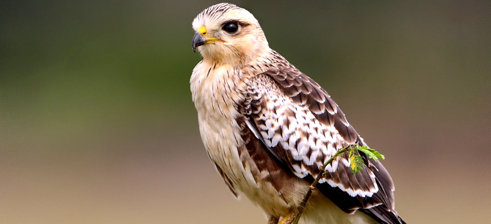 white eyed buzzard