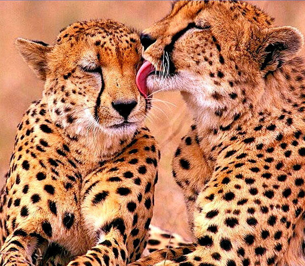 Persian Fauna