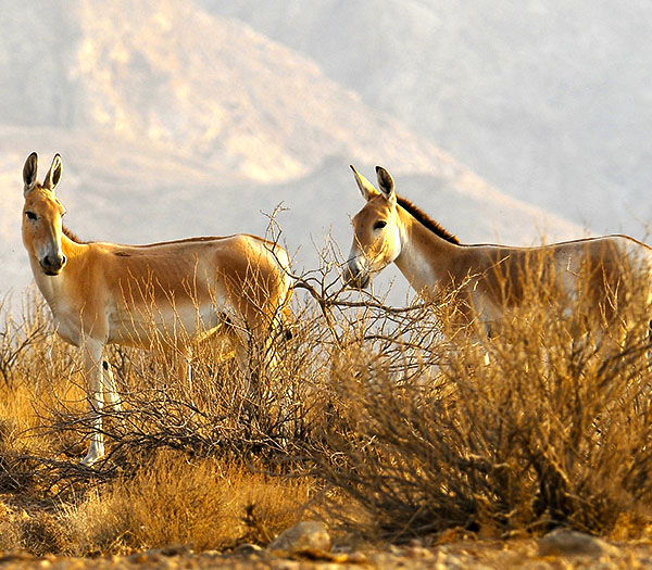 Mammals Of Iran